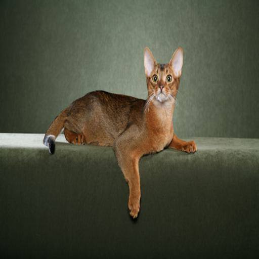 Abyssinian cat