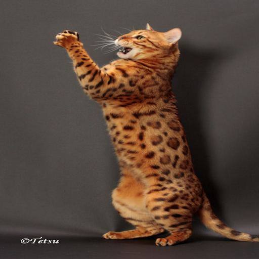 Bengal cat