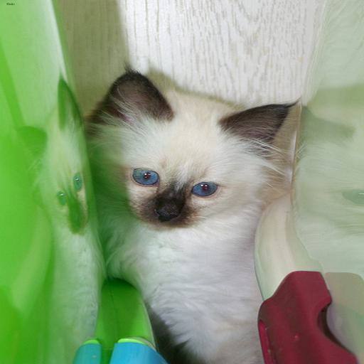 Birman cat