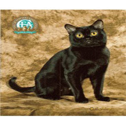 Bombay cat