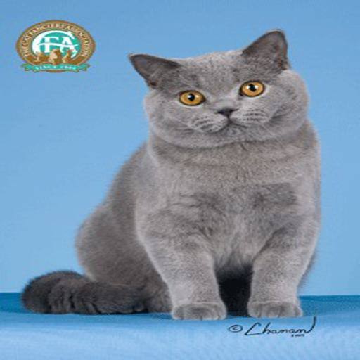 British Shorthair cat