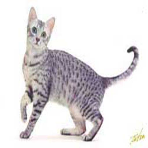 Egyptian Mau cat
