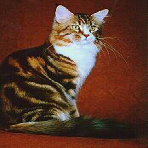 Maine Coon cat