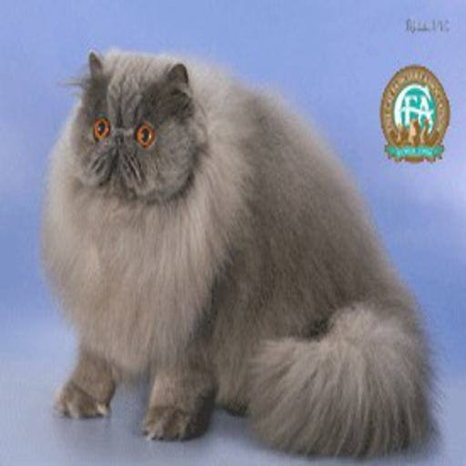 Persian cat
