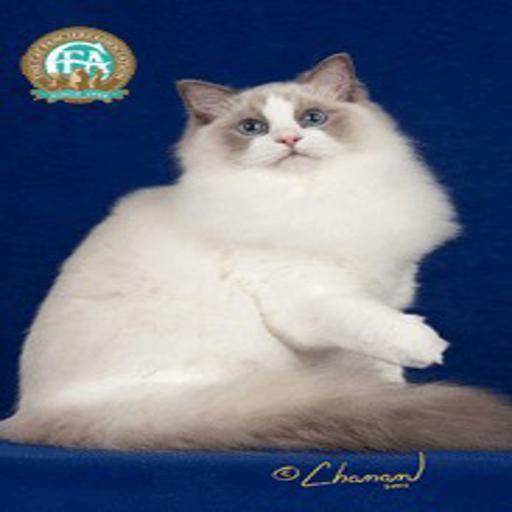 Ragdoll cat