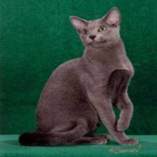 Russian Blue cat