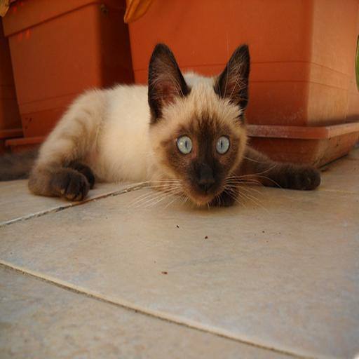 Siamese cat