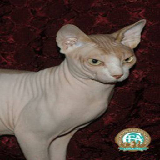 Sphynx cat