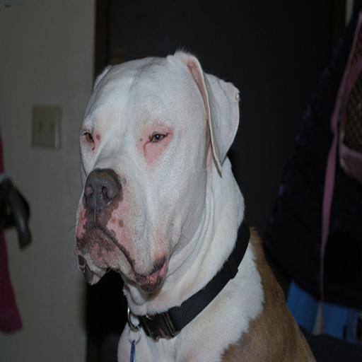 American Bulldog dog