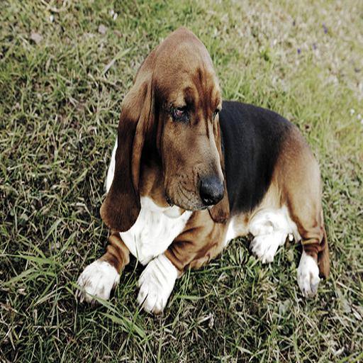 Basset Hound dog