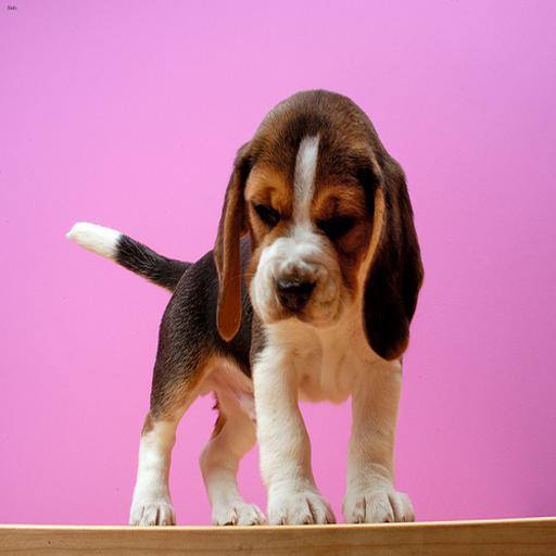 Beagle dog