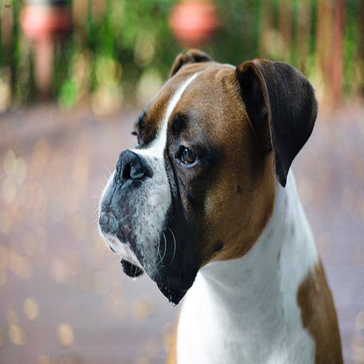 Boxer dog