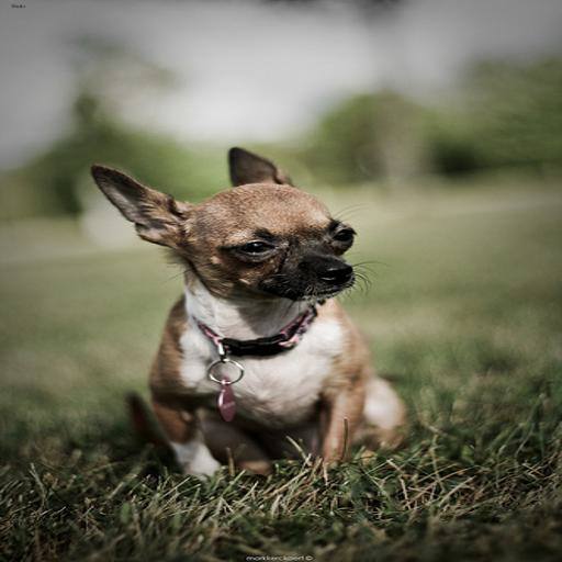Chihuahua dog