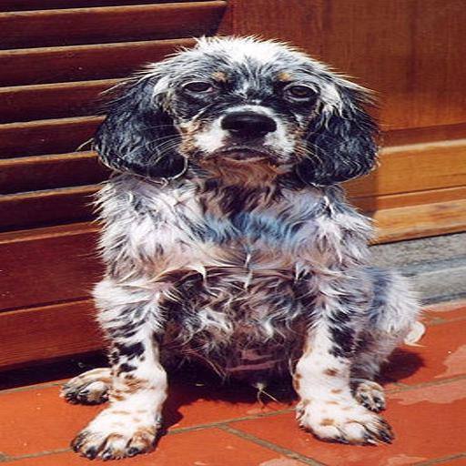 English Setter dog