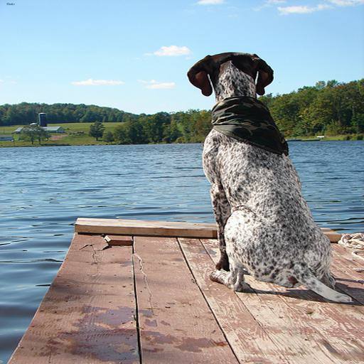 German Shorthaired Pointer dog