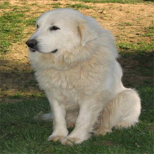 Great Pyrenees dog