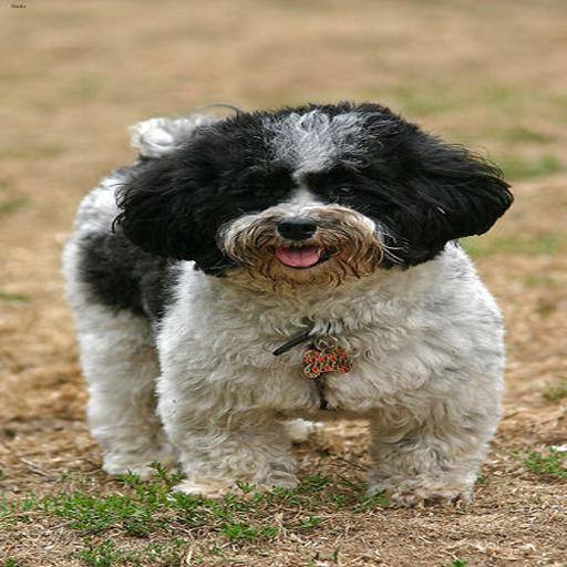 Havanese dog