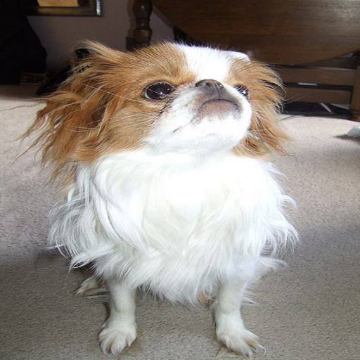 Japanese Chin dog