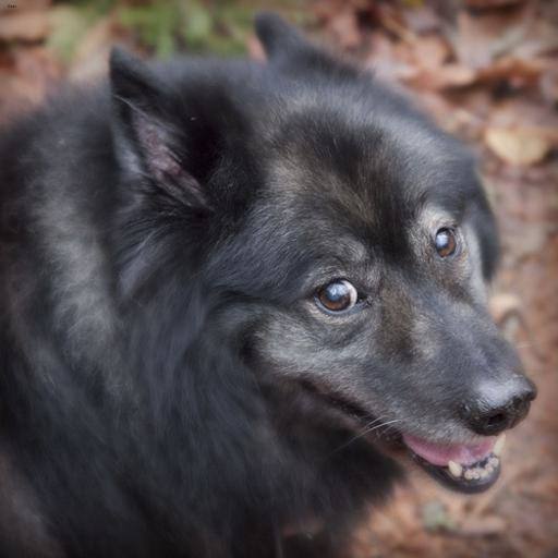 Keeshond dog