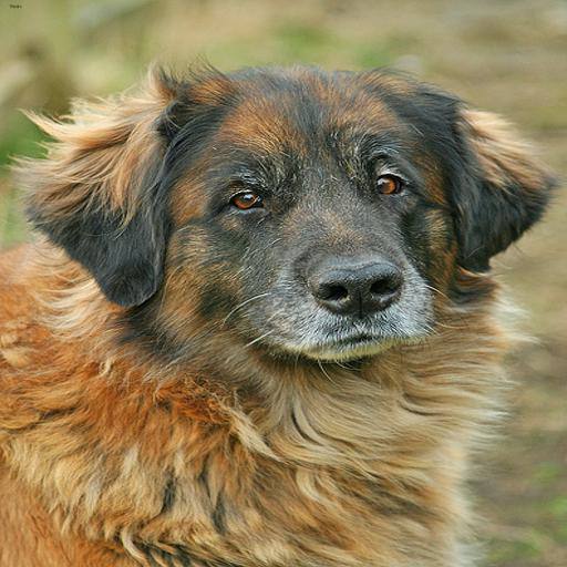 Leonberger dog