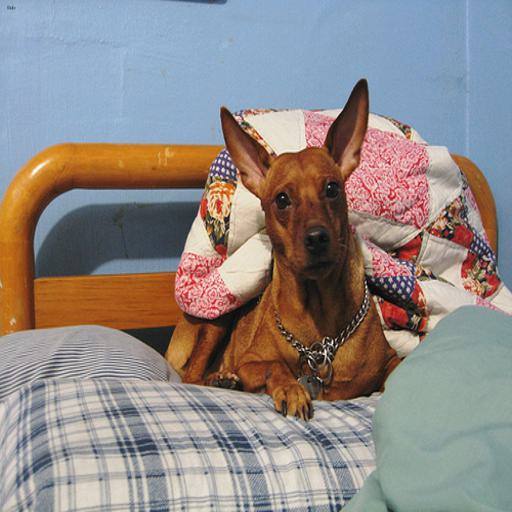 Miniature Pinscher dog