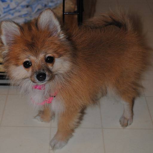 Pomeranian dog