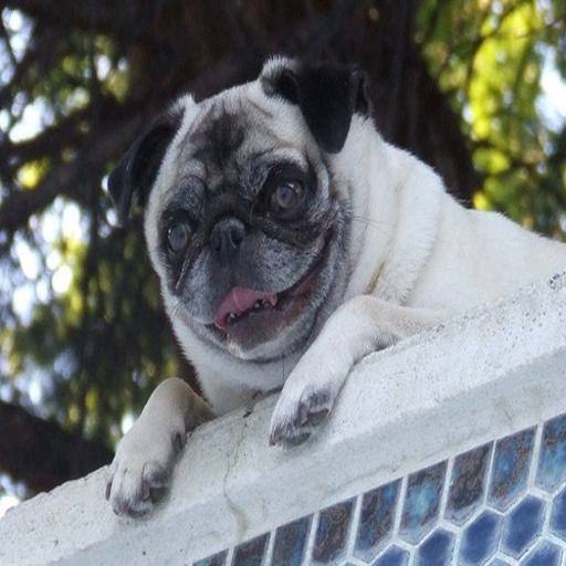 Pug dog