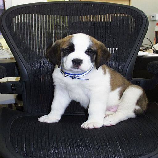 Saint Bernard dog