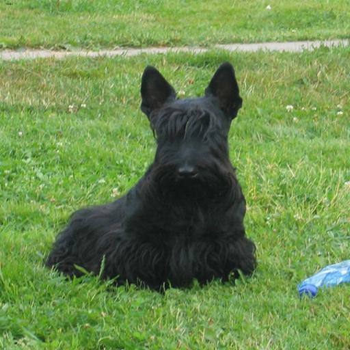 Scottish Terrier dog