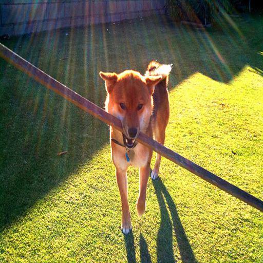 Shiba Inu dog