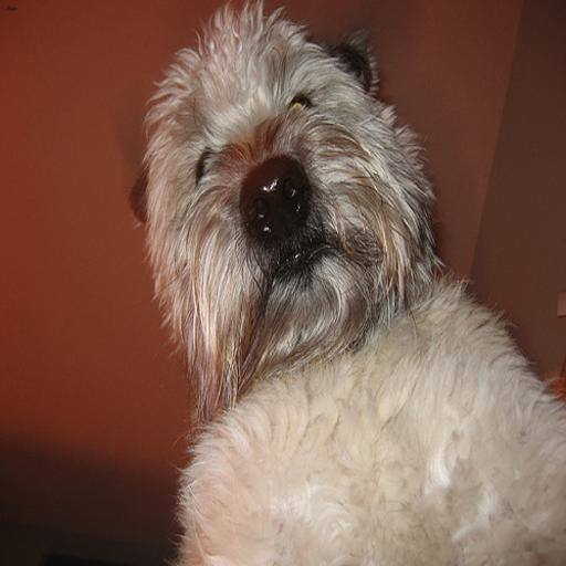 Wheaten Terrier dog
