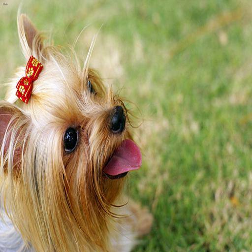 Yorkshire Terrier dog