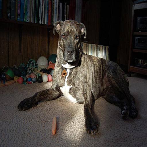 American Pit Bull Terrier dog