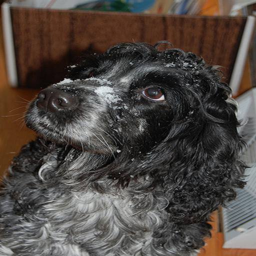 English Cocker Spaniel dog