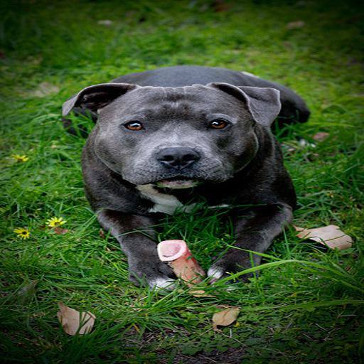 Staffordshire Bull Terrier dog